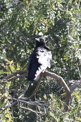 Corvus brachyrhynchos