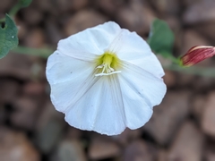 Convolvulus arvensis