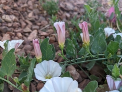 Convolvulus arvensis