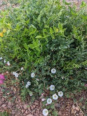 Convolvulus arvensis