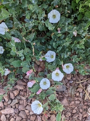 Convolvulus arvensis