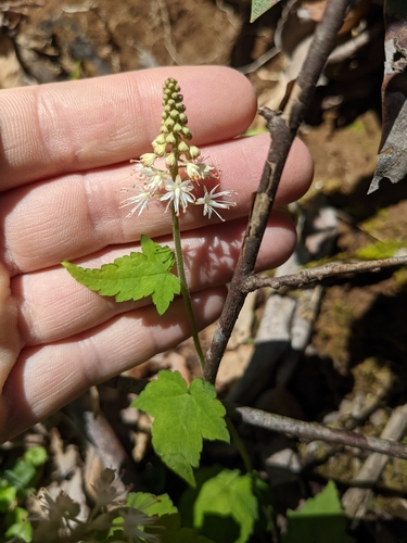 Image of Southern Foamflower (Tiarella austrina) by (c) Zac Peterson, some rights reserved (CC BY)