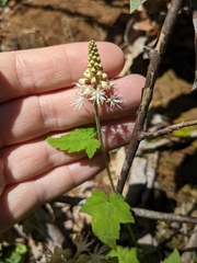 Tiarella austrina