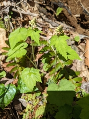 Tiarella austrina