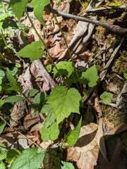 Tiarella austrina