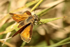 Corticea immocerinus