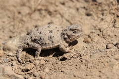 Phrynosoma douglasii