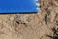 Phrynosoma douglasii