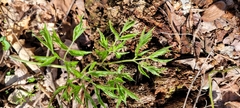 Cicuta virosa
