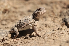 Phrynosoma douglasii
