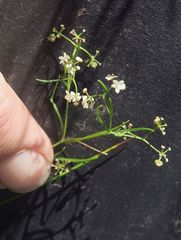 Platysace heterophylla heterophylla