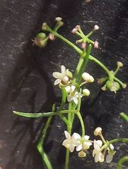 Platysace heterophylla heterophylla