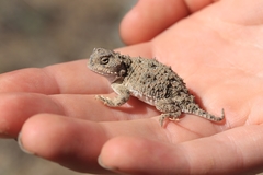 Phrynosoma douglasii