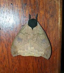 Automeris abdominalis