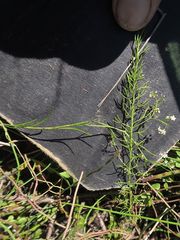 Platysace heterophylla heterophylla