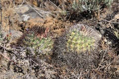 Pediocactus nigrispinus
