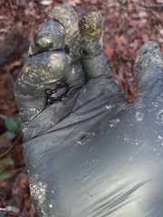 Carabus granulatus interstitialis