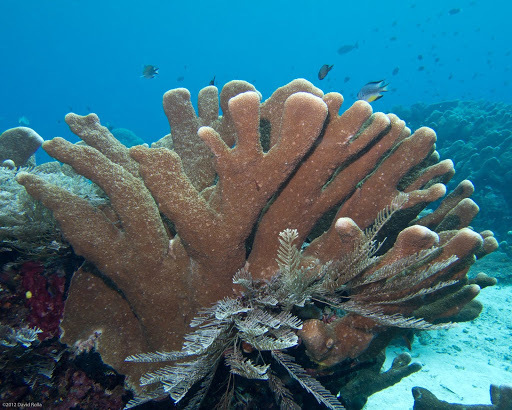 Catch Bowl Coral