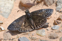 Erynnis brizo