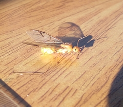 Oecophylla smaragdina