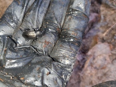 Carabus granulatus interstitialis