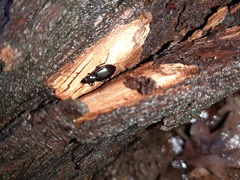 Limodromus assimilis