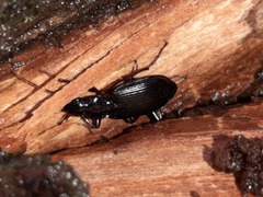 Limodromus assimilis