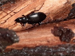 Limodromus assimilis