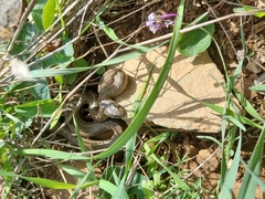 Macroprotodon brevis ibericus