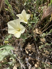 Calystegia peirsonii