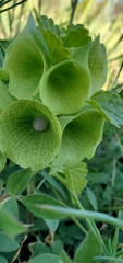 Moluccella laevis
