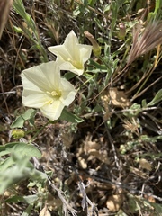 Calystegia peirsonii