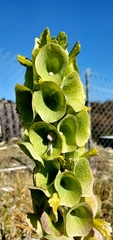 Moluccella laevis