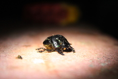 Coprophanaeus corythus