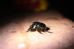 Coprophanaeus corythus