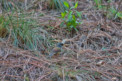 Yellow-eyed Junco (Chiapas)
