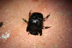 Coprophanaeus corythus