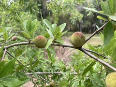 Amphibolips quercuscinerea