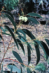 Eucalyptus sieberi