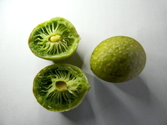 Amphibolips quercuscinerea