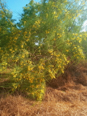 Parkinsonia aculeata