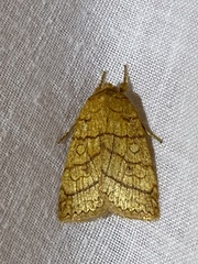 Pyreferra hesperidago