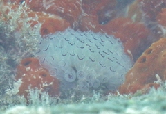 Clavelina picta
