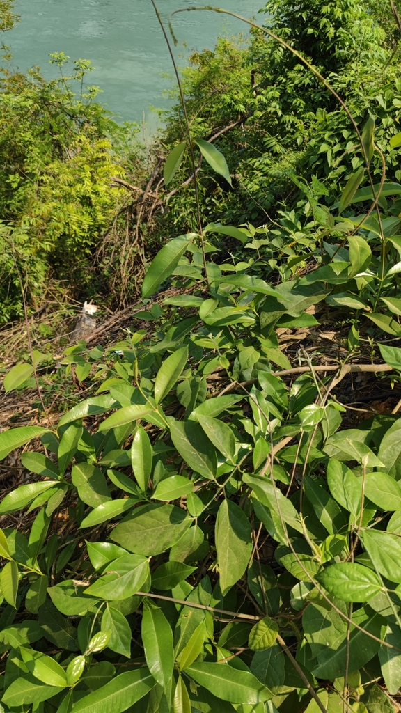 Anodendron nervosum (Anodendron nervosum)