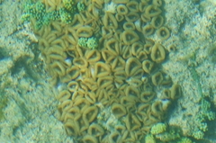 Palythoa grandiflora