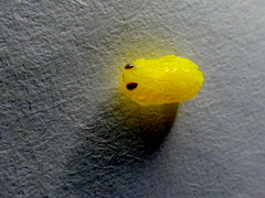 Amphibolips quercuscinerea