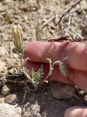 Chaenactis macrantha