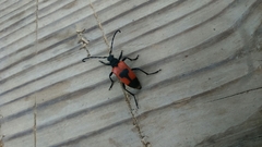 Stictoleptura cordigera