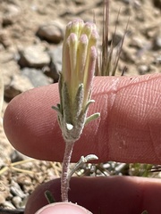 Chaenactis macrantha