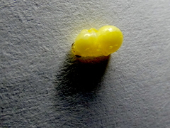 Amphibolips quercuscinerea